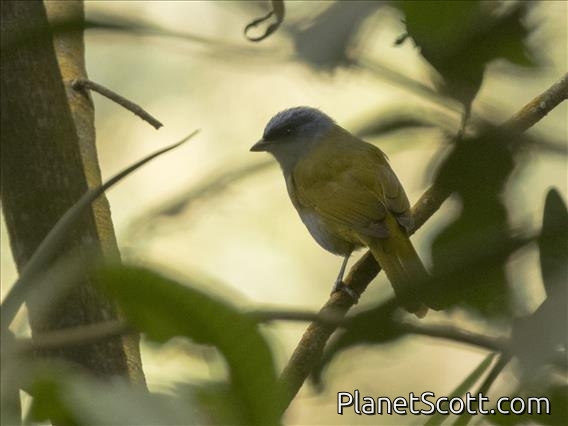 Blue-capped Tanager (Sporathraupis cyanocephala)