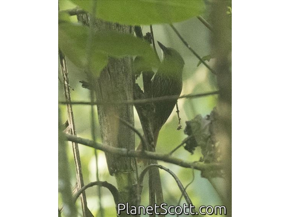 Wedge-billed Woodcreeper (Glyphorynchus spirurus)