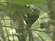 Wedge-billed Woodcreeper (Glyphorynchus spirurus)