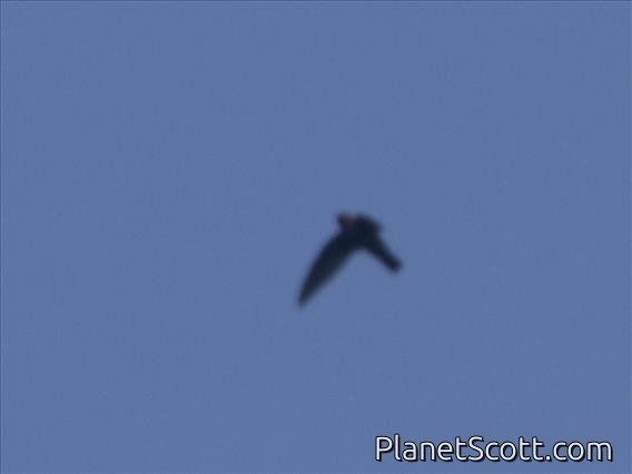 Chestnut-collared Swift (Streptoprocne rutila)