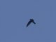 Chestnut-collared Swift (Streptoprocne rutila)