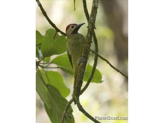Golden-olive Woodpecker (Colaptes rubiginosus)