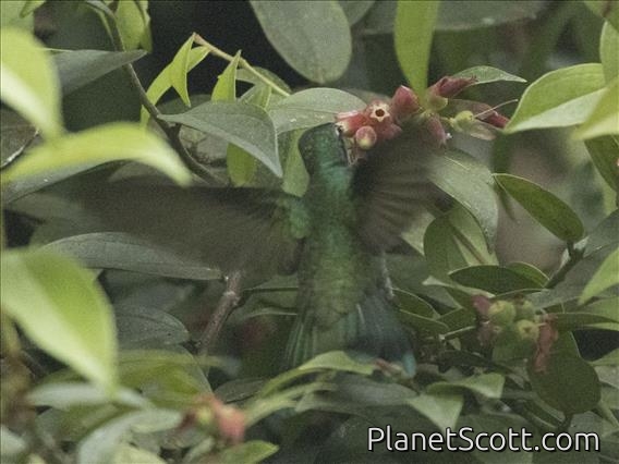 Green-crowned Brilliant (Heliodoxa jacula)