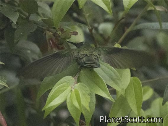 Green-crowned Brilliant (Heliodoxa jacula)