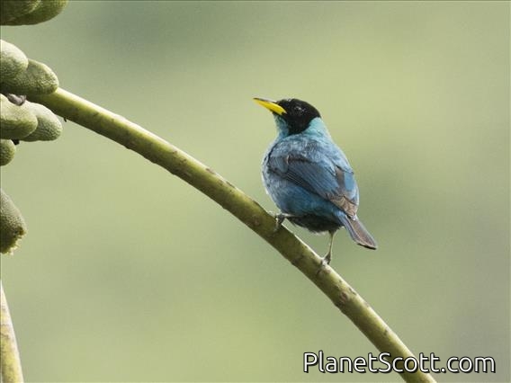 Green Honeycreeper (Chlorophanes spiza) - Male
