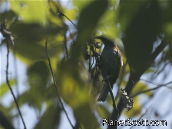 Guira Tanager (Hemithraupis guira)