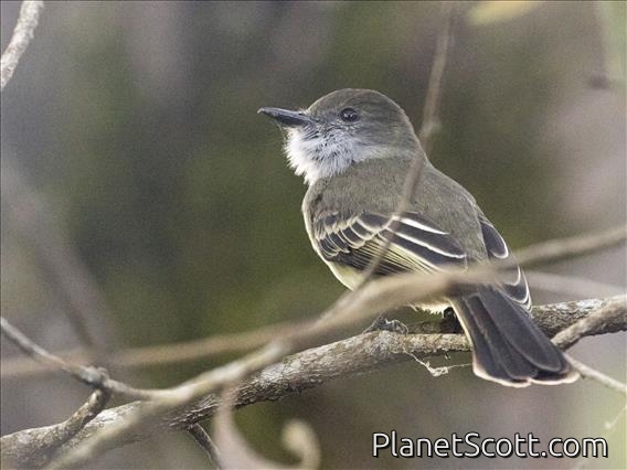 Pale-edged Flycatcher (Myiarchus cephalotes)