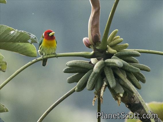 Red-headed Barbet (Eubucco bourcierii) - Male