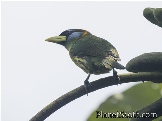 Red-headed Barbet (Eubucco bourcierii) - Female
