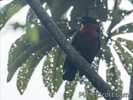 Red-ruffed Fruitcrow (Pyroderus scutatus)