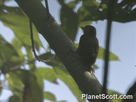 Smoky-brown Woodpecker (Dryobates fumigatus)