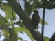 Smoky-brown Woodpecker (Leuconotopicus fumigatus)
