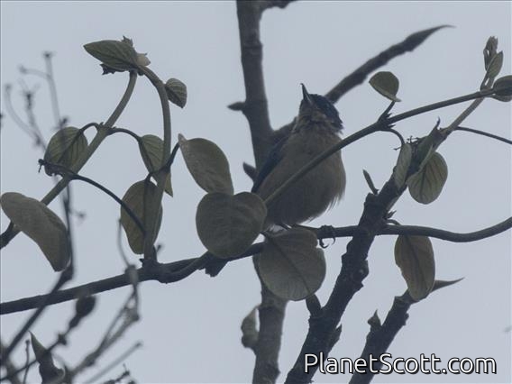 Rusty Flowerpiercer (Diglossa sittoides)