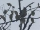 Rusty Flowerpiercer (Diglossa sittoides)