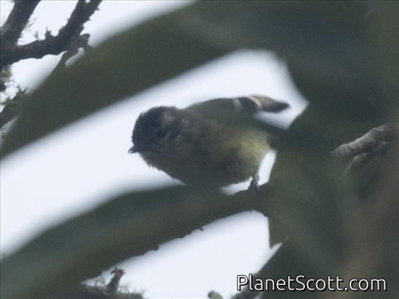 Black-capped Tyrannulet (Phyllomyias nigrocapillus)