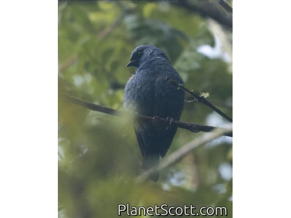 Blue-and-black Tanager (Tangara vassorii)