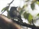 Brown-capped Vireo (Vireo leucophrys)