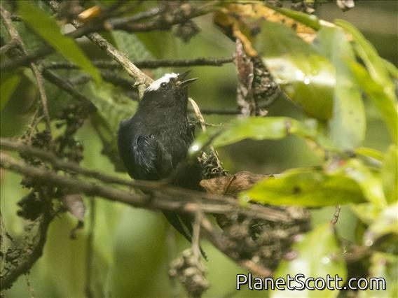Capped Conebill (Conirostrum albifrons)