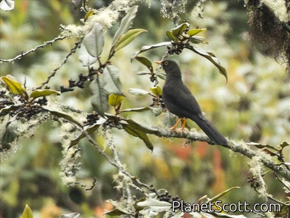 Great Thrush (Turdus fuscater)