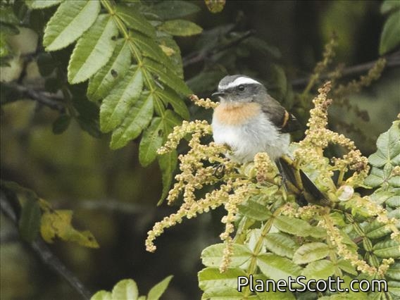 Rufous-breasted Chat-Tyrant (Ochthoeca rufipectoralis)