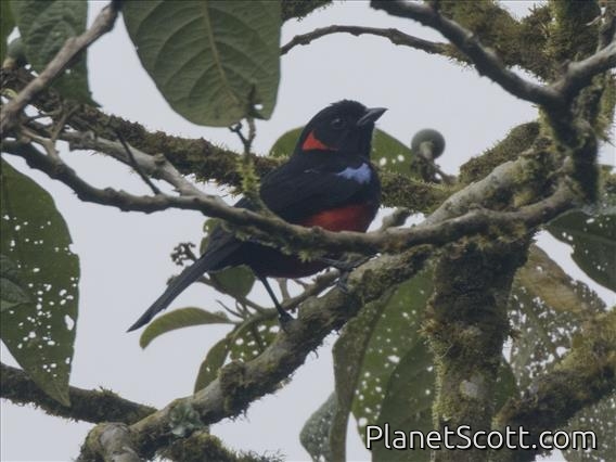 Scarlet-bellied Mountain-Tanager (Anisognathus igniventris)