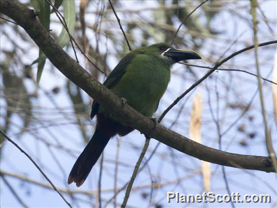 Southern Emerald-Toucanet (Aulacorhynchus albivitta)