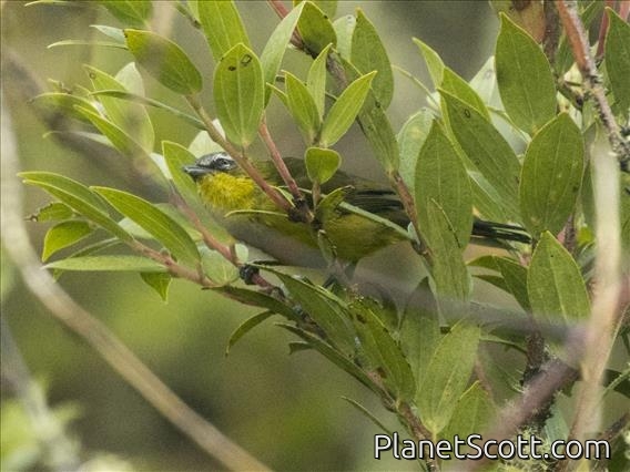 Superciliaried Hemispingus (Thlypopsis superciliaris)