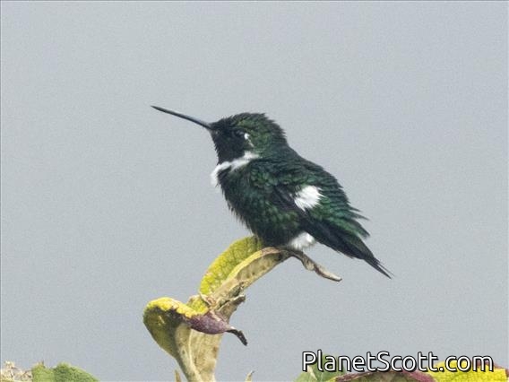 White-bellied Woodstar (Chaetocercus mulsant)