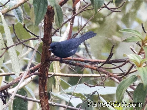 White-sided Flowerpiercer (Diglossa albilatera)