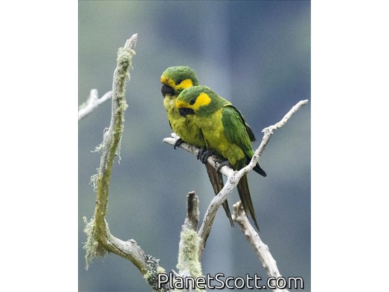 Yellow-eared Parrot (Ognorhynchus icterotis)