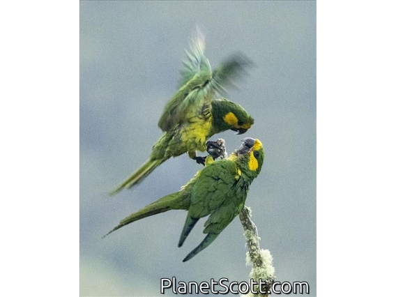 Yellow-eared Parrot (Ognorhynchus icterotis)