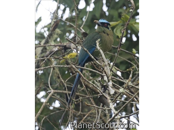 Andean Motmot (Momotus aequatorialis)