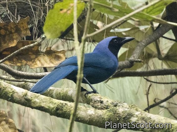 Black-collared Jay (Cyanolyca armillata)