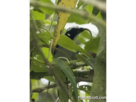 Black-winged Saltator (Saltator atripennis)