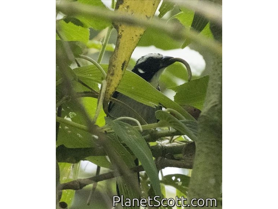 Black-winged Saltator (Saltator atripennis)