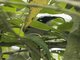 Black-winged Saltator (Saltator atripennis)