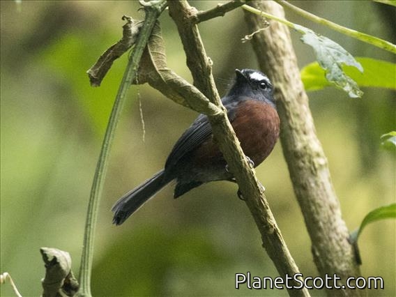 Chestnut-bellied Chat-Tyrant (Ochthoeca cinnamomeiventris)