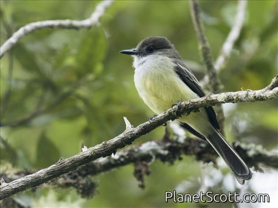 Pale-edged Flycatcher (Myiarchus cephalotes)