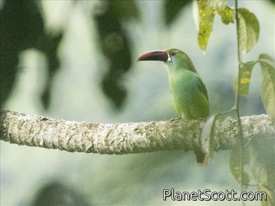 Crimson-rumped Toucanet (Aulacorhynchus haematopygus)