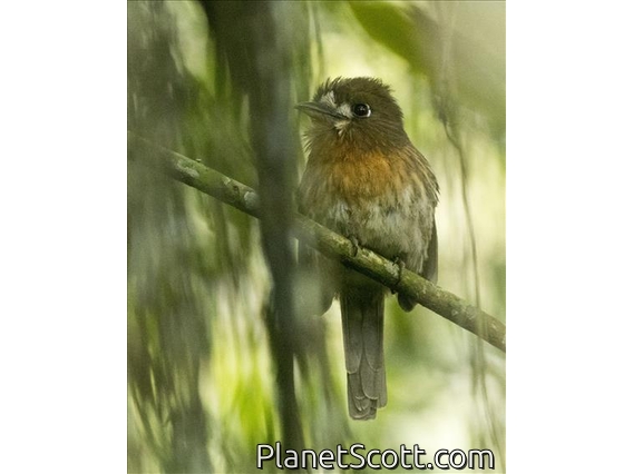 Moustached Puffbird (Malacoptila mystacalis)