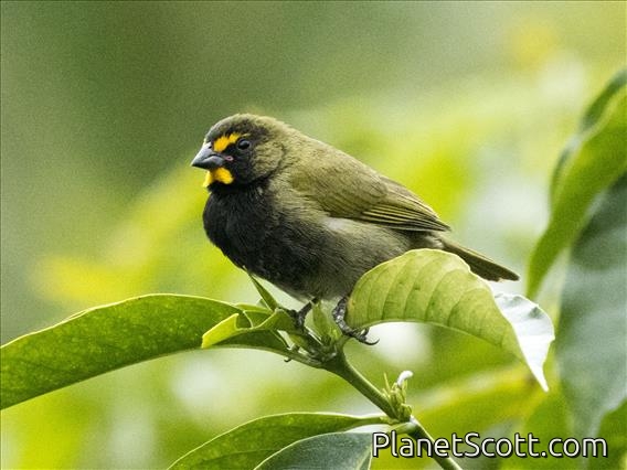 Yellow-faced Grassquit (Tiaris olivaceus)