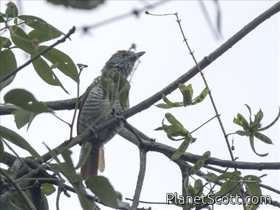 Bar-crested Antshrike (Thamnophilus multistriatus) - Female