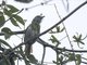 Bar-crested Antshrike (Thamnophilus multistriatus) - Female