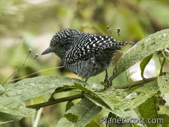 Bar-crested Antshrike (Thamnophilus multistriatus)