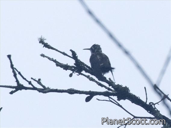 Black-throated Mango (Anthracothorax nigricollis)