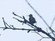 Black-throated Mango (Anthracothorax nigricollis)