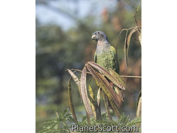 Blue-headed Parrot (Pionus menstruus)