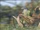 Blue-headed Parrot (Pionus menstruus)