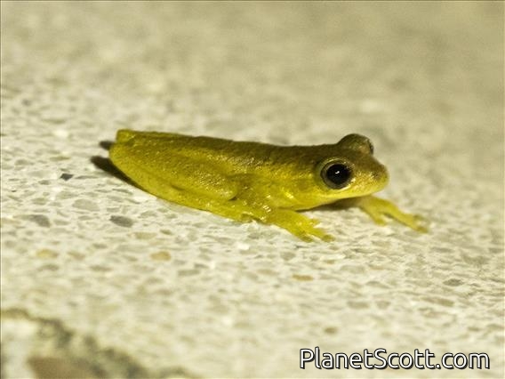 Boettger's Colombian Tree Frog (Dendropsophus columbianus)