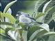 Gray Seedeater (Sporophila intermedia)